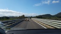 Auf dem Weg mit dem Auto nach La Caletta. Typisch Sardinien!