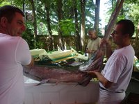27 kg Schwertfisch kommen an