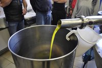 Wir lassen uns zeigen, wie Olivenöl gemacht wird