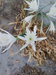 Die Sandlilien blühen schon. Die Sandlilien blühen schon.