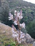 In den Bergen über La Caletta kann man im Frühjahr die ASFODELO-Blüte bewundern, aus der ein besonders leckerer Honig auf Sardinien gemacht wird.