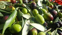 Diese Oliven sehen aus wie verschiedene Sorten - sind es aber nicht. Die Sorte heißt FRANTOIO und ist grün bzw. halb grün und halb braun.