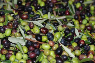 toskanische Oliven frisch geerntet