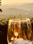 Weinprobe bei IL LEBBIO