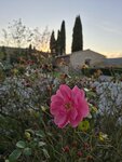 Wir logieren mit unseren Gästen in der Villa Arnilù in San Gimignano. Sogar der Parkplatz vorm Haus sieht aus wie im Bilderbuch.