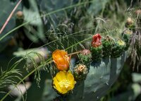Blütenvielfalt an Land, hier der indische Feigenkaktus
